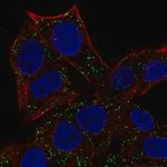 Merck Anti-ABT1 antibody produced in rabbit