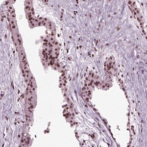 Merck Anti-HEYL antibody produced in rabbit