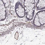 Merck Anti-RASIP1 antibody produced in rabbit