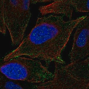 Merck Anti-JAM2 antibody produced in rabbit