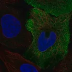 Merck Anti-SMPX antibody produced in rabbit