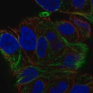 Merck Anti-SESTD1 antibody produced in rabbit