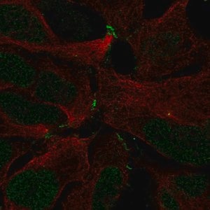 Merck Anti-ZNF536 antibody produced in rabbit