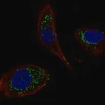 Merck Anti-DNAJC5B antibody produced in rabbit