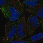 Merck Anti-PCDHGB2 antibody produced in rabbit