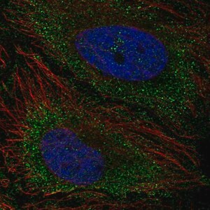 Merck Anti-TNFAIP8L3 antibody produced in rabbit