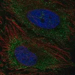 Merck Anti-TNFAIP8L3 antibody produced in rabbit