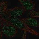 Merck Anti-ZNF273 antibody produced in rabbit