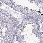 Merck Anti-DMRT3 antibody produced in rabbit