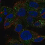 Merck Anti-TRIM51 antibody produced in rabbit