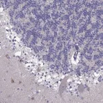 Merck Anti-PCDHA6 antibody produced in rabbit