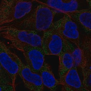 Merck Anti-NLRP11 antibody produced in rabbit