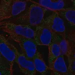 Merck Anti-NLRP11 antibody produced in rabbit