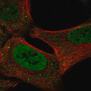 Merck Anti-USP3 antibody produced in rabbit