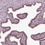 Merck Anti-ZNRD1 antibody produced in rabbit