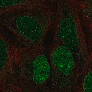 Merck Anti-HS6ST3 antibody produced in rabbit