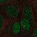 Merck Anti-HS6ST3 antibody produced in rabbit