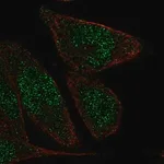 Merck Anti-ZNF610 antibody produced in rabbit