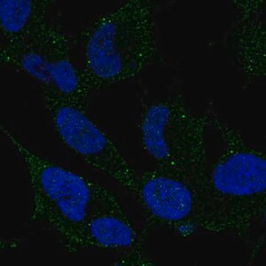 Merck Anti-ARHGDIG antibody produced in rabbit