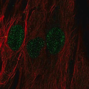 Merck Anti-C22orf23 antibody produced in rabbit