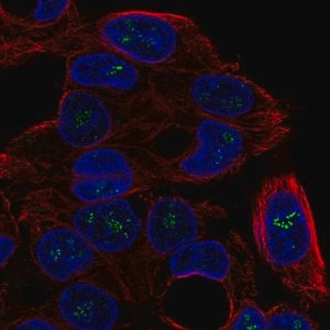 Merck Anti-ICK antibody produced in rabbit