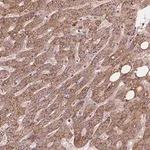Merck Anti-CDK10 antibody produced in rabbit