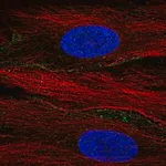 Merck Anti-SLC13A3 antibody produced in rabbit
