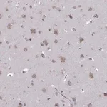 Merck Anti-FAM234B antibody produced in rabbit