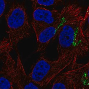 Merck Anti-GNPTAB antibody produced in rabbit