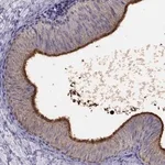 Merck Anti-DEFB129 antibody produced in rabbit