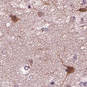 Merck Anti-PRLH antibody produced in rabbit