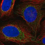 Merck Anti-VASN antibody produced in rabbit