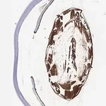 Merck Anti-CRYBA1 antibody produced in rabbit