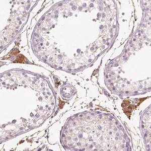 Merck Anti-DHCR24 antibody produced in rabbit