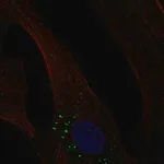 Merck Anti-OLFML3 antibody produced in rabbit