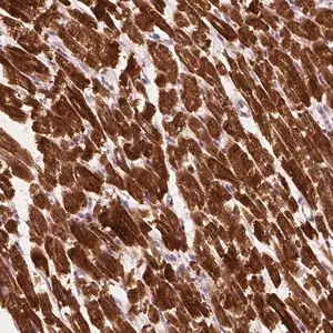 Merck Anti-MLIP antibody produced in rabbit