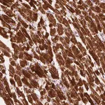 Merck Anti-MLIP antibody produced in rabbit