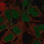 Merck Anti-JAM2 antibody produced in rabbit