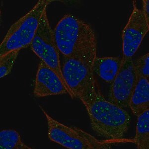 Merck Anti-IPCEF1 antibody produced in rabbit
