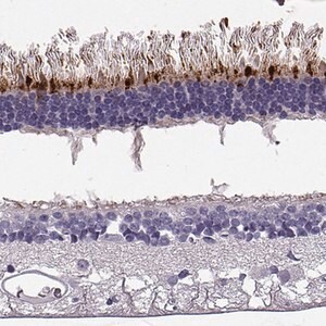 Merck Anti-RD3 antibody produced in rabbit