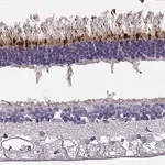 Merck Anti-RD3 antibody produced in rabbit