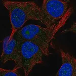 Merck Anti-PAK1IP1 antibody produced in rabbit