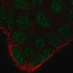 Merck Anti-FRK antibody produced in rabbit
