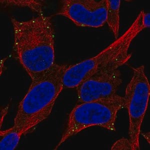Merck Anti-ADCYAP1R1 antibody produced in rabbit