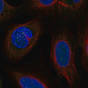 Merck Anti-DSN1 antibody produced in rabbit