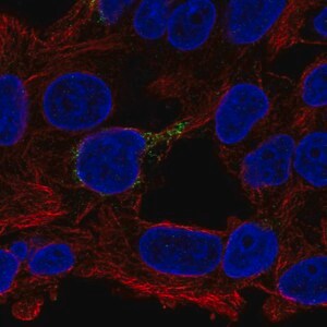 Merck Anti-ECHDC1 antibody produced in rabbit