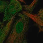 Merck Anti-STAMBP antibody produced in rabbit