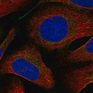 Merck Anti-SLC22A4 antibody produced in rabbit