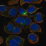 Merck Anti-CRYGD antibody produced in rabbit