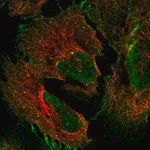 Merck Anti-PCDHGA2 antibody produced in rabbit